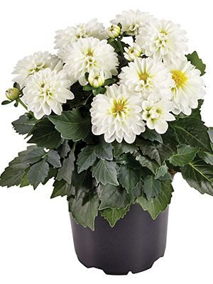 Георгина гибридная Mini Luzia (1 шт)