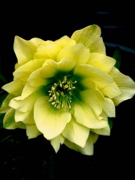 Чемерник східний махровий, жовтий (1 шт)