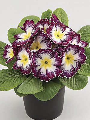Примула обыкновенная Aurela Purple F1 (3 шт)
