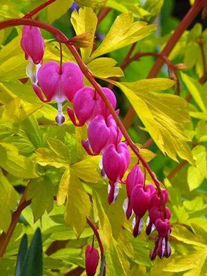 Дицентра великолепная Yellow Leaf (1 шт) - 1