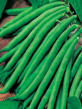 Квасоля спаржева Блакитне озеро 274 (10 г)