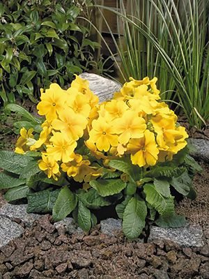Примула висока Crescendo Yellow F1 (3 шт)