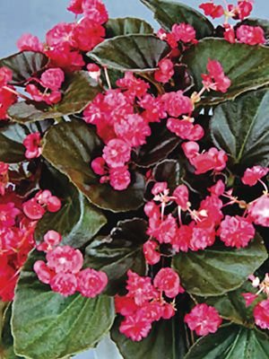 Бегонія вечноцветущая Doublet Red (1 шт)