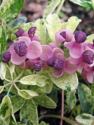 Акебия пятерная Variegata (1 шт) - 1