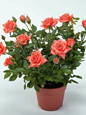 Роза горшечная Salmon Star (1 шт)