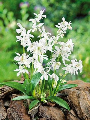 Пролеска сибирская Alba 6/7 (5 шт) - 1