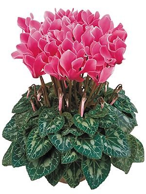 Цикламен среднецветковый Premium Fuchsia Flamme F1 (1 шт)