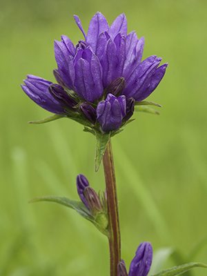 Колокольчик скученный Bellefleur Blue (1 шт) - 1