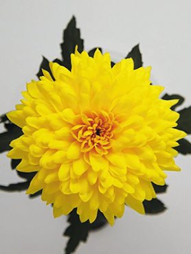 Хризантема срезочная Yeti Dark Yellow (9 шт)