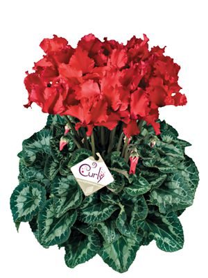 Цикламен крупноцветковый Halios Curly  Ecarlate F1 (1 шт)