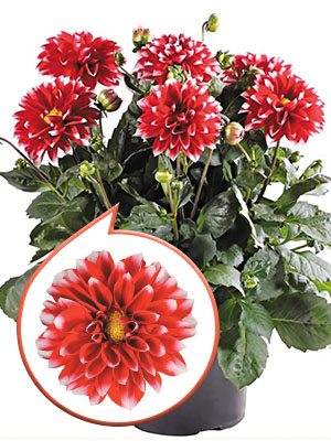 Георгина гибридная Papagaya (6 шт)