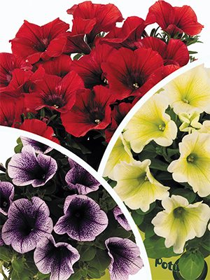 Петунія великоквіткова Potunia, суміш (3 шт) - 1