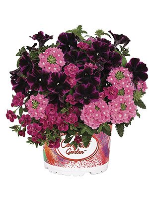 Набір рослин Confetti Garden Pink