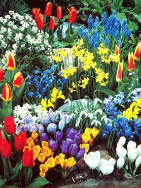 Набір цибулинних квітів Весняний сад  (101 шт)