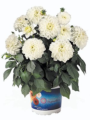 Георгина гибридная Hipnotika White (Р12) (1 шт) - 1