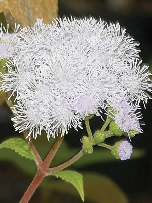 Агератум Хьюстона White Ball, белый (0,3 г)