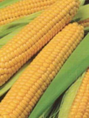 Кукурудза овочева цукрова Голден Батам (50 г) - 1