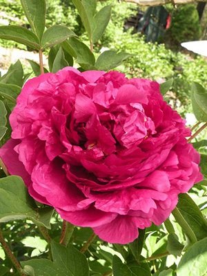 Півонія деревоподібна Black Dragon Holds a Splendid Flower (1 шт) - 1