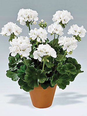 Пеларгония зональная Glacis (1 шт)