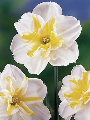 Нарциссы Разрезнокорончатые Lemon Beauty 10/12 (3 шт) - 1