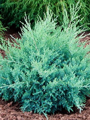 Можжевельник средний Pfitzeriana Glauca (1 шт)