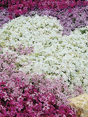 Флокс шиловидний Spring, суміш (3шт) - 1