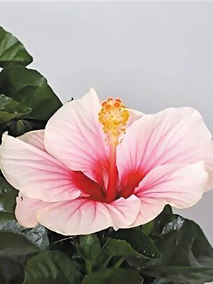 Гібіскус китайський Fiori Grande Funchal (1 шт)