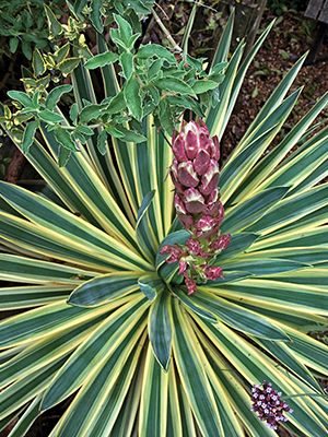 Юка славна Variegata (1 шт)