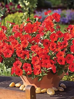 Петуния ампельная Surfinia Deep Red (1 шт)