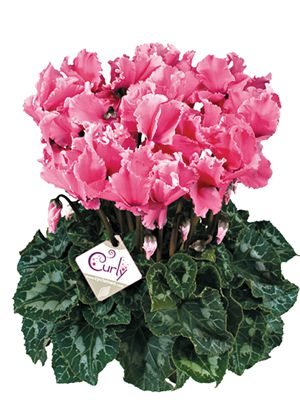 Цикламен великоквіткова Halios Curly Fuchsia F1 (1 шт) - 1