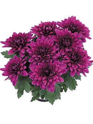Хризантема горшечная Vido Purple (3 шт) - 1