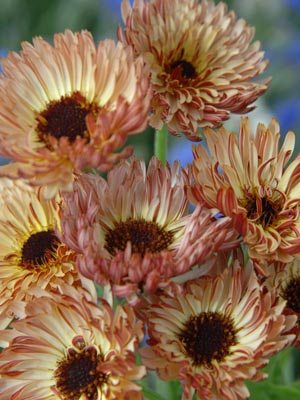 Календула лекарственная Touch of Red Buff, кремовая с красным (0,25 г)