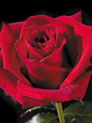 Троянди чайно-гібридна Cherry Love (1 шт) - 1