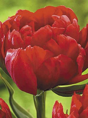 Тюльпаны Махровые ранние Abba 12/+ (500 шт) - 1