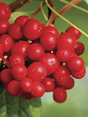 Лимонник китайский - 1