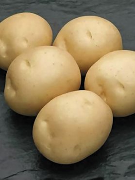 Картопля Сифра (1 кг)
