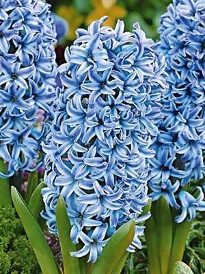 Гиацинт садовый Blue Star 15/16 (1 шт) - 1