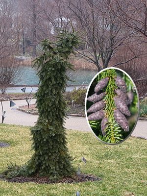 Ель сербская Pendula (1 шт)