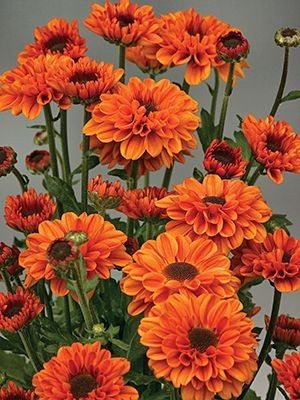 Хризантема зрізна Vyking Dark Orange (9 шт) - 1