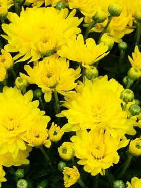 Хризантема дрібноквіткова низькоросла Bransound Yellow (9 шт) - 1