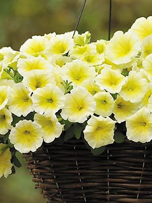 Петуния ампельная Easy Wawe Yellow (3 шт)