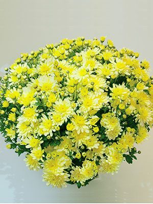 Хризантема дрібноквіткова низькоросла Bransound Lemon (3 шт) - 1
