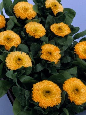 Календула лекарственная Apricot Pygmy, абрикосовая (0,5 г)
