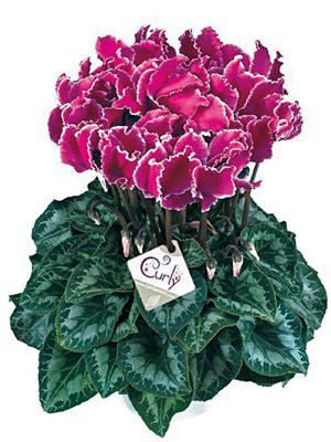 Цикламен крупноцветковый Halios Curly Violet Lisere F1 (1 шт)