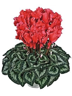 Цикламен крупноцветковый Halios Curly Saumon Ecarlate F1 (1 шт)