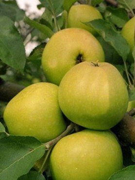 Яблоня Зимняя Лимонная (1 шт)