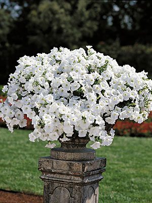 Петуния ампельная Easy Wawe White (3 шт)