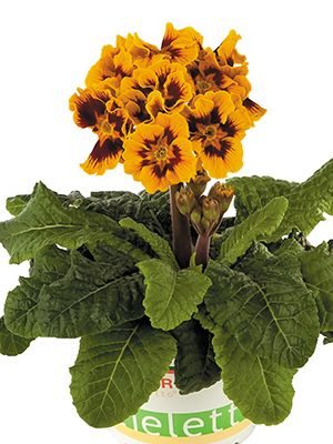 Первоцвіт високий Stieletto Tagetes Gelb F1