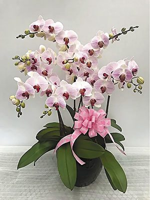 Доритенопсис OX Honey "A10139" (1 шт)