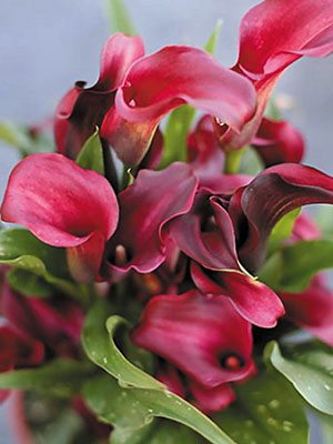 Калла Allure 12/14 (1 шт) - 1